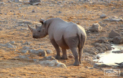 rhinoceros voyage safari au botswana en famille